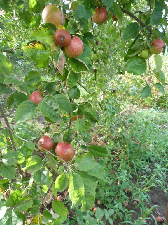 Gyuemoelcsoeskert Szallashely 德布勒森 外观 照片